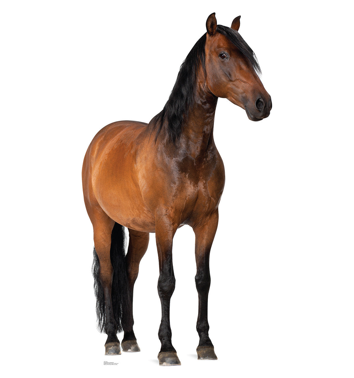 Cardboard Cutout - Horse