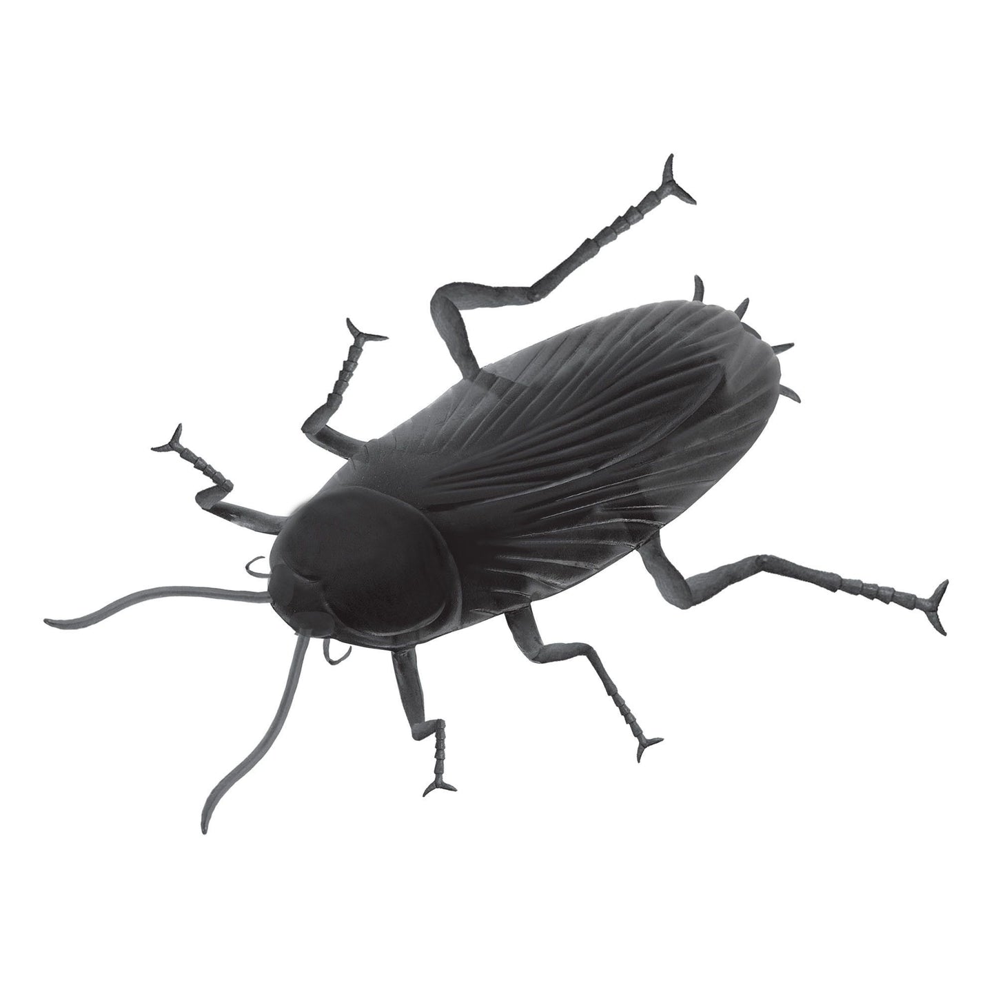 Giant Cockroach