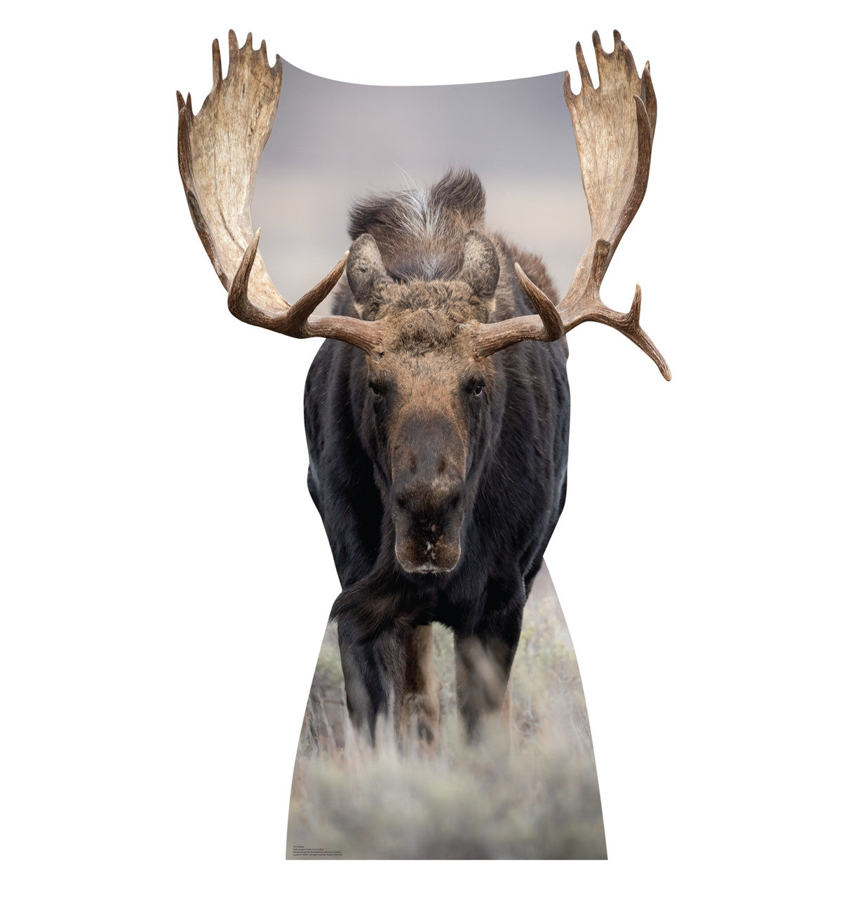 Cardboard Cutout - Moose