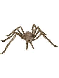Light Brown Spider