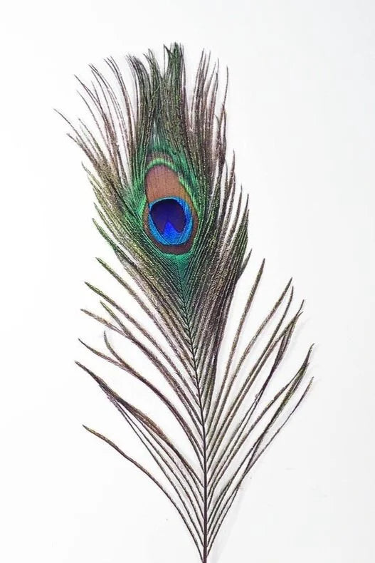 Bag of Feathers - Peacock Feathers 2ct