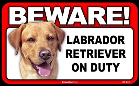 Beware! - Labrador Retriever