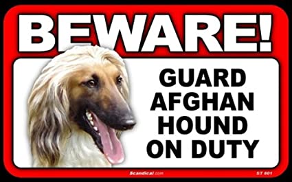 Beware! - Afghan Hound