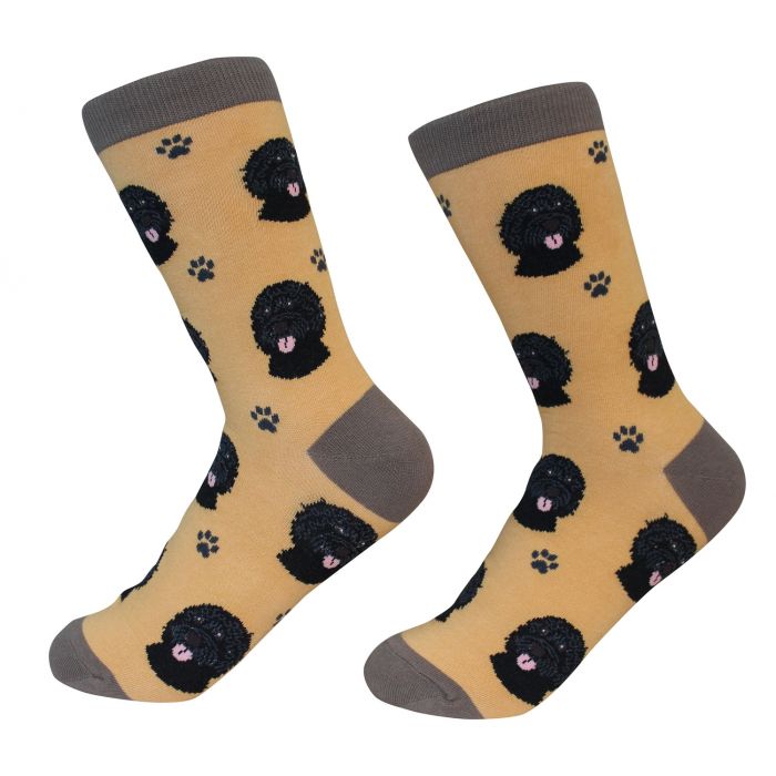 Socks - Labradoodle