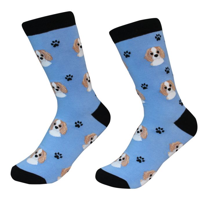 Socks - Cavalier King Charles