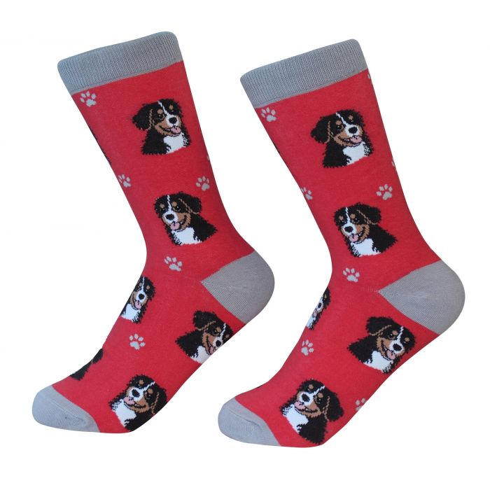 Socks - Bernese Mt Dog