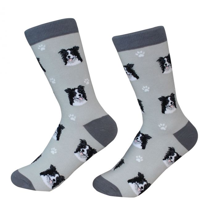 Socks - Border Collie