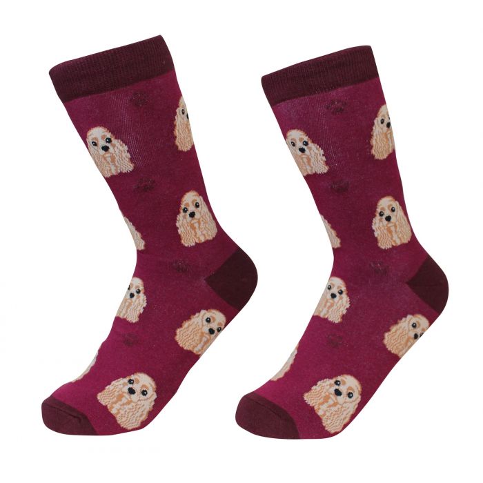 Socks - Cocker Spaniel