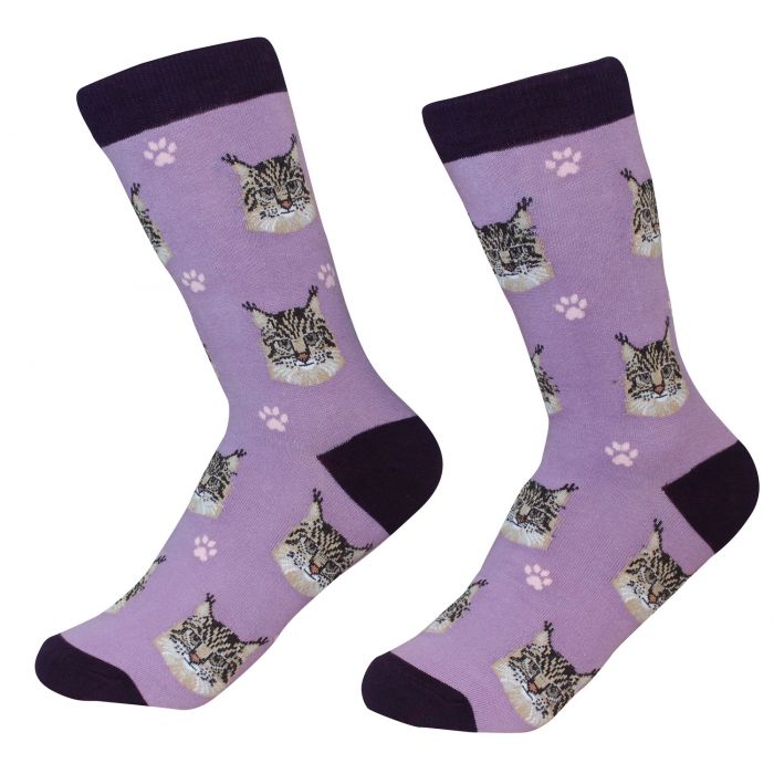Socks - Maine Coon