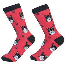 Socks - Black & White Cat