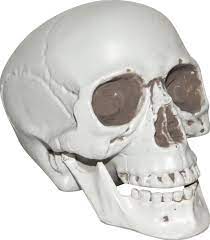 Realistic Plastic Skull - Bone Color