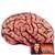 Bloody Brain
