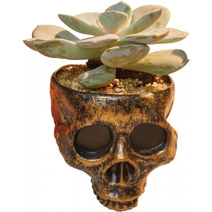 Mini Skull Bowl - Gold