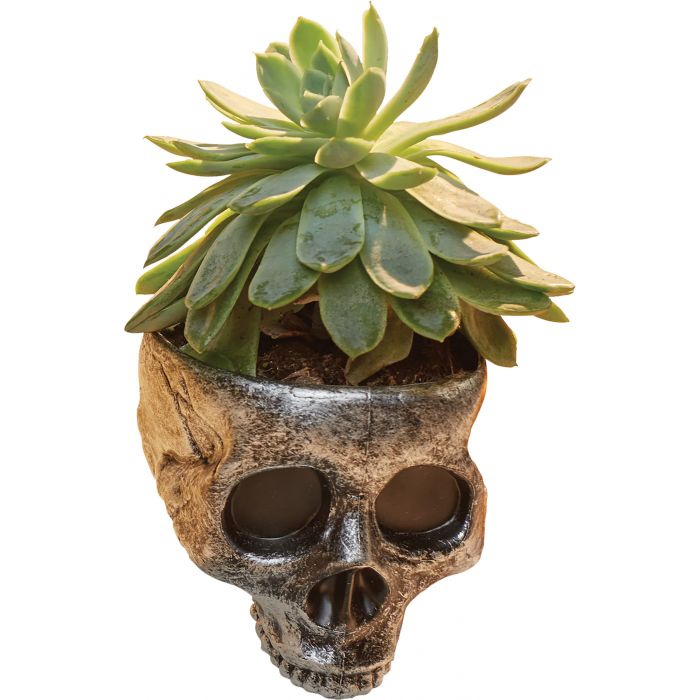 Mini Skull Bowl - Silver
