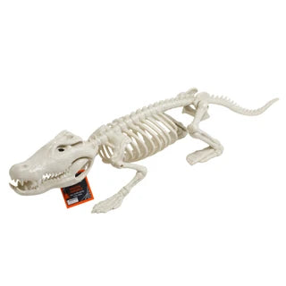 Crocodile Skeleton