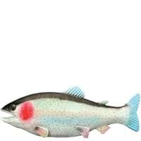 Rubber Fish