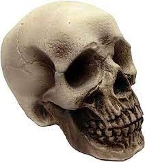 Realistic Foam Skull