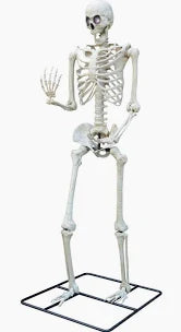 10' Giant Skeleton