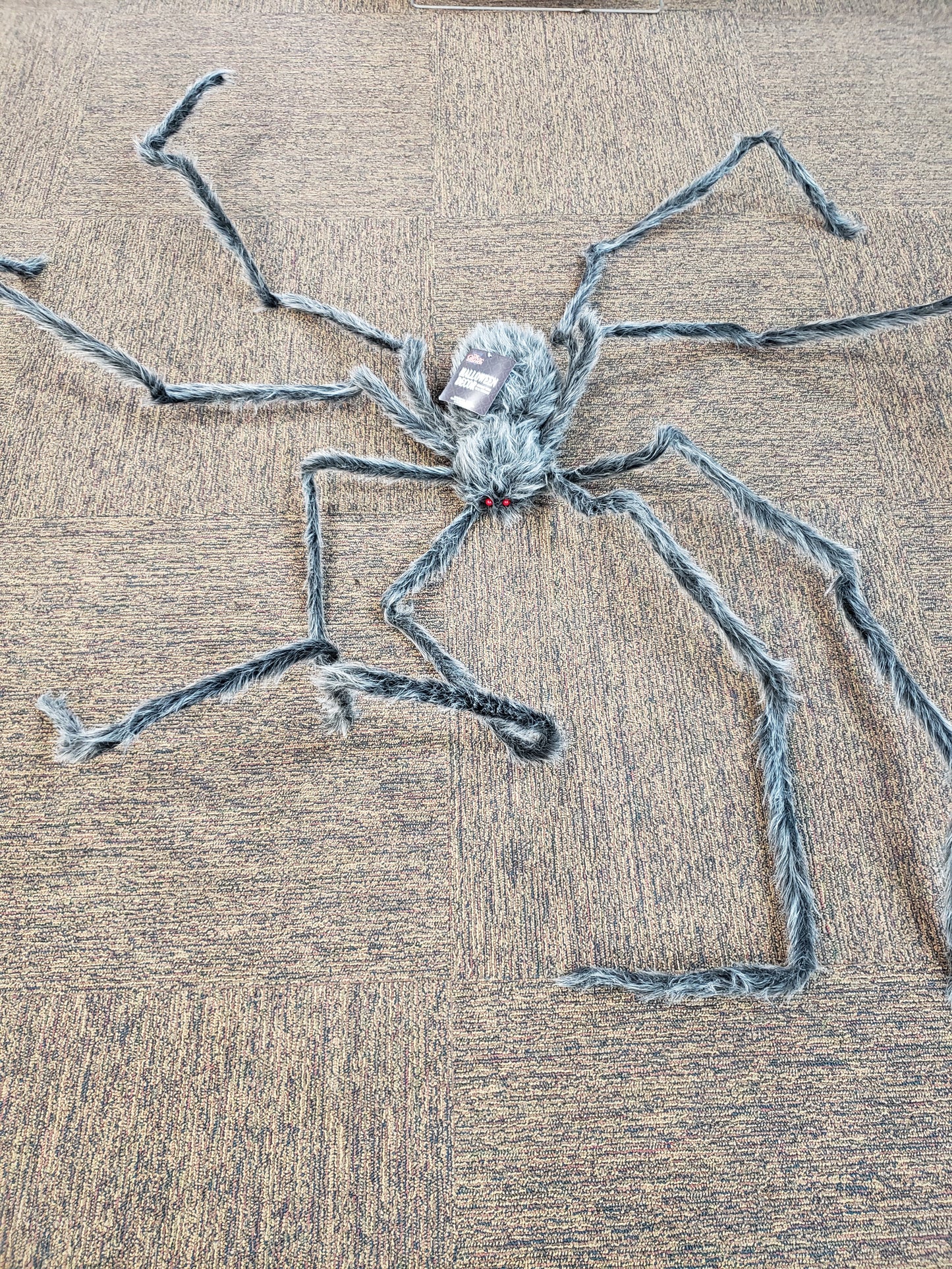 Large Grey Spider