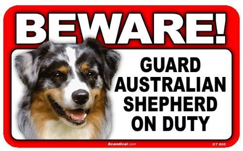 Beware! - Australian Shepherd