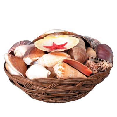 Shell Basket