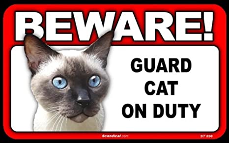 Beware! - Siamese Cat