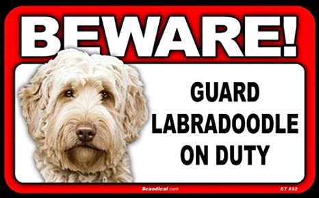 Beware! - Labradoodle