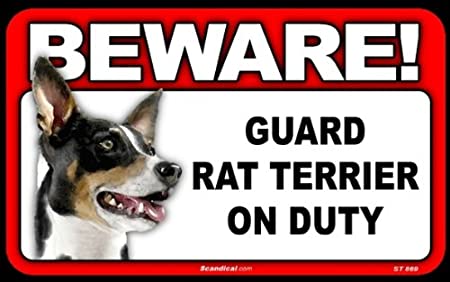 Beware! - Rat Terrier
