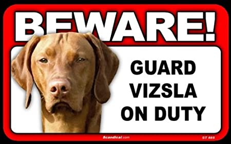 Beware! - Vizsla
