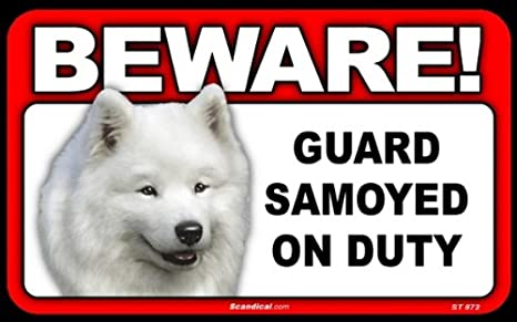 Beware! - Samoyed