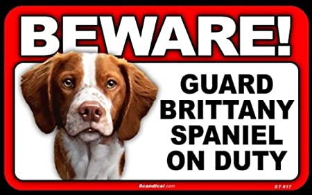 Beware! - Brittany Spaniel