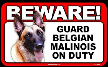 Beware! - Belgian Malinois