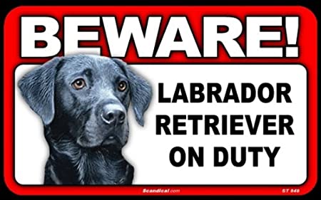Beware! -  Labrador Retriever