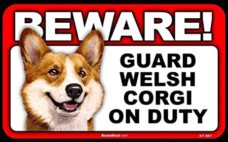 Beware! - Welsh Corgi