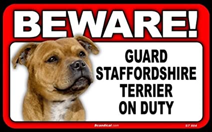 Beware! - Staffordshire Terrier