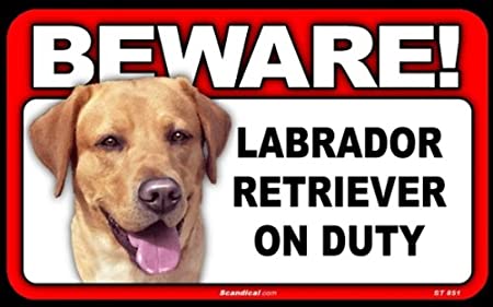 Beware! -  Labrador Retriever