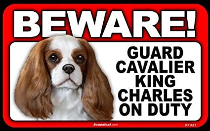 Beware! - Cavalier King Charles