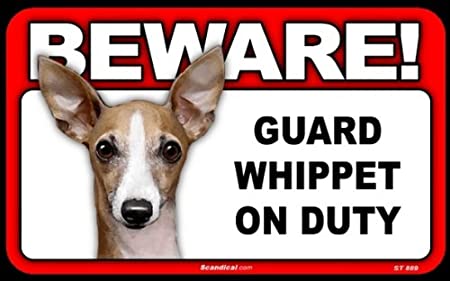Beware! - Whippet