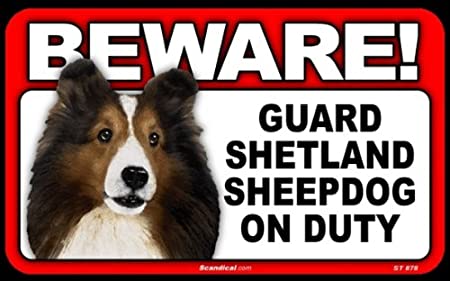Beware! - Shetland Sheepdog