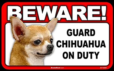 Beware! - Chihuahua