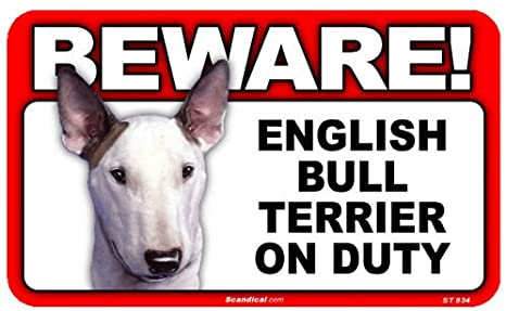 Beware! - English Bull Terrier