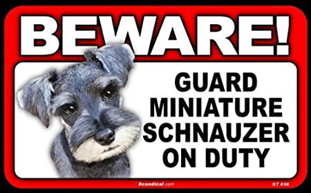 Beware! - Miniature Schnauzer
