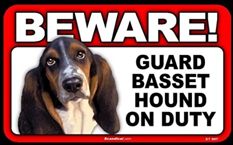 Beware! - Basset Hound