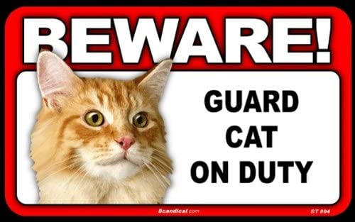 Beware! - Orange Cat