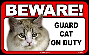 Beware! - Coon Cat