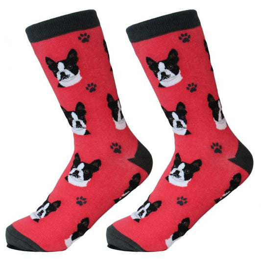 Socks - Boston Terrier