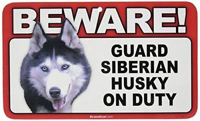 Beware! - Siberian Husky