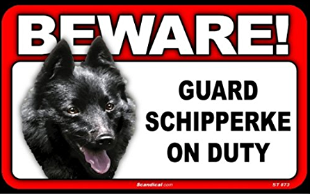 Beware! - Schipperke