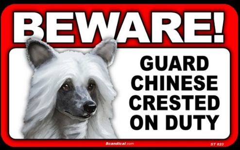 Beware! - Chinese Crested