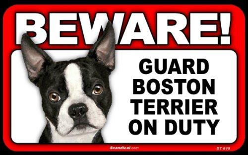 Beware! - Boston Terrier